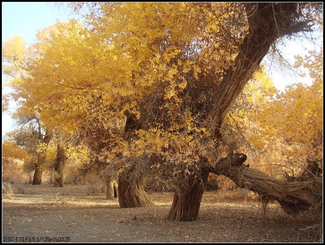 ��ͩɽ:���ź�������ɽ��