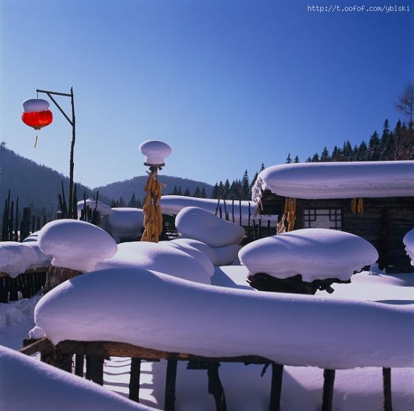 �ǲ�����ѩ��