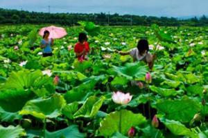 ������Ҷʮ��ɻ�����