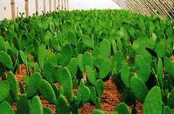 ��Ϫ����ũҵ�Ƽ�԰��