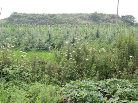 �����º�����ַ