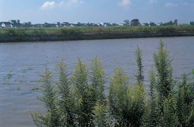 ����ݶ��