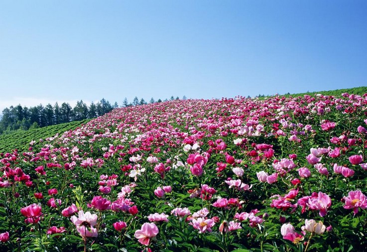 �˴�����԰