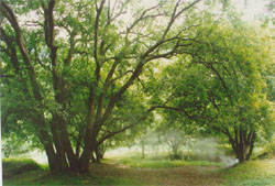 �������ֻ���