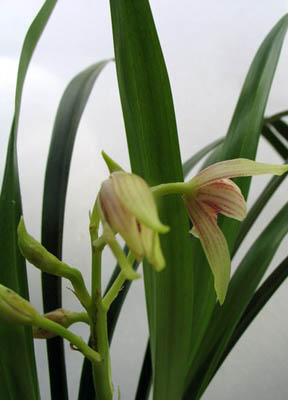 ��Ϫ������