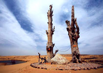 ��ɳ�Ŷ���̬������