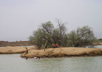 ������̬������