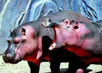 ��ɽҰ������԰