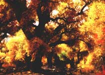 ����έ��ϿҰ����