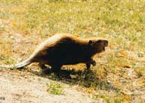 ���������걣����