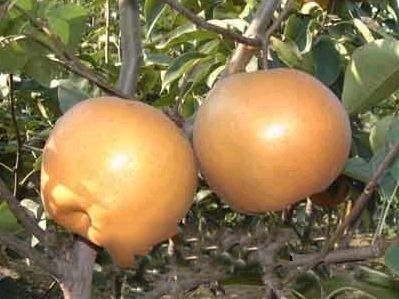 ��ƽ�����