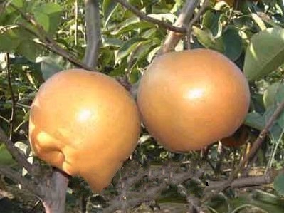 ��ƽ����