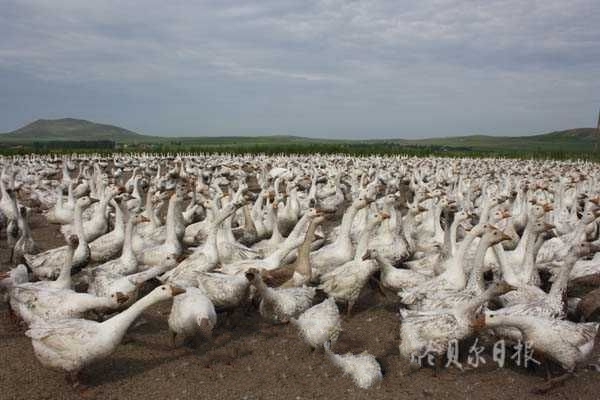 ������׶�