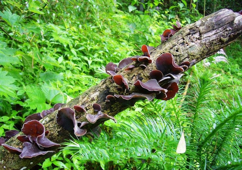 �����ͺ�ľ��