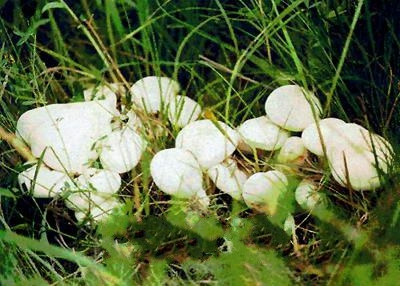 �������Ģ