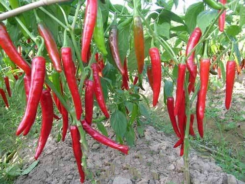 һ���������