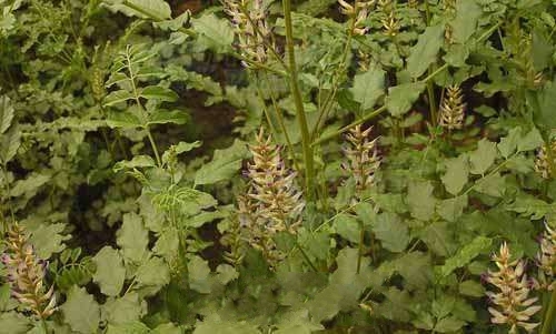 ������˹�ʲݶ���