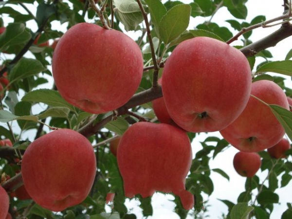 ����ƻ��