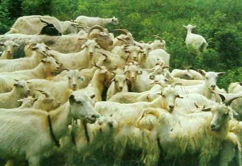 �����ɽ��