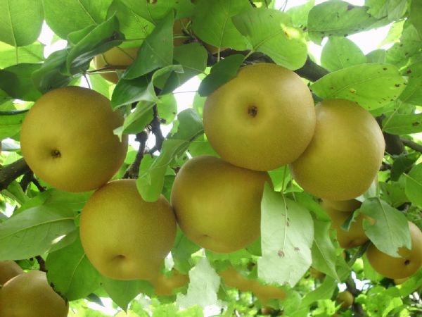 ����Ѽ��