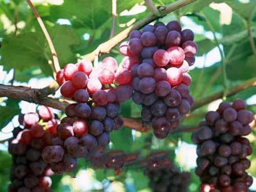 ����ɽ����