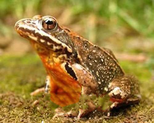 �й����ܣ�Rananchensinensis)