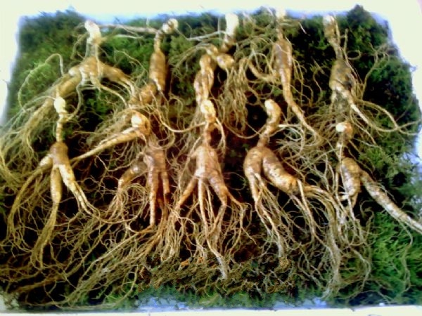 �������²�