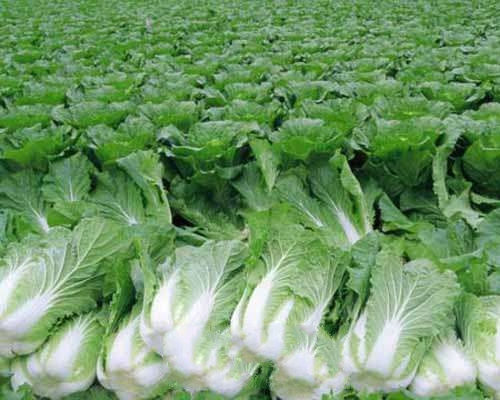 �޹�����ײ�