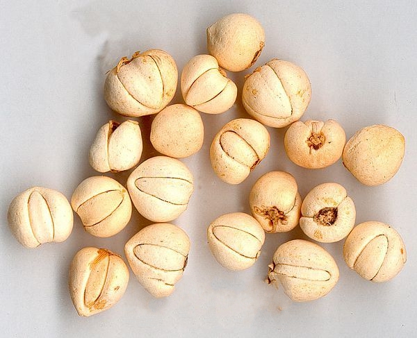 ����ƽ��