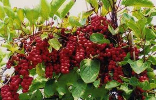 �峣��ζ��