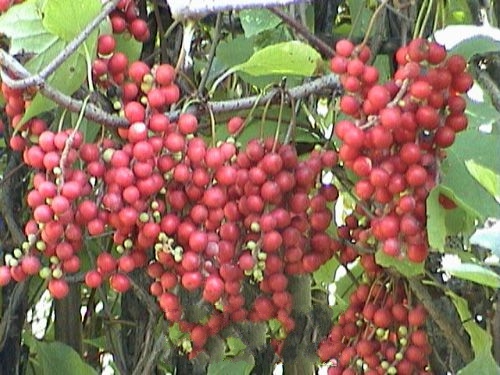 ��������ζ��