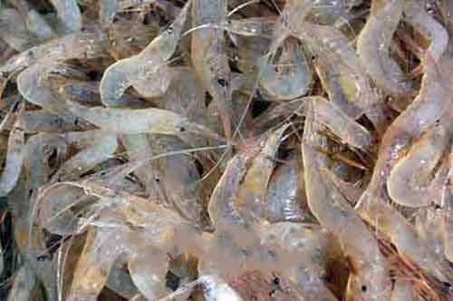 �˿����ز�Ϻ