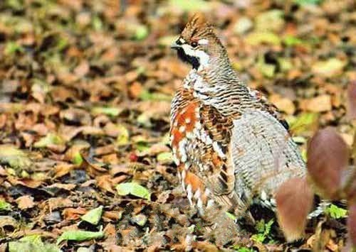 ���˰��������