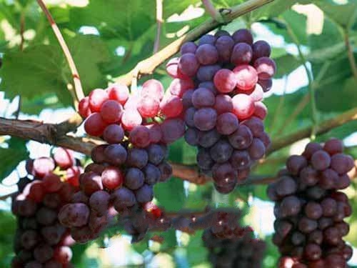 �����ز�����