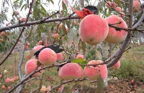 ���ض���