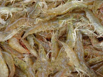 �����׶�Ϻ