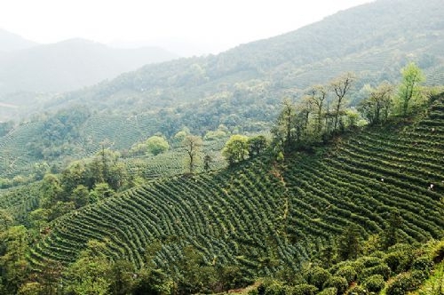 ���������Ʋ�Ҷ