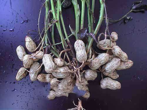 С��������