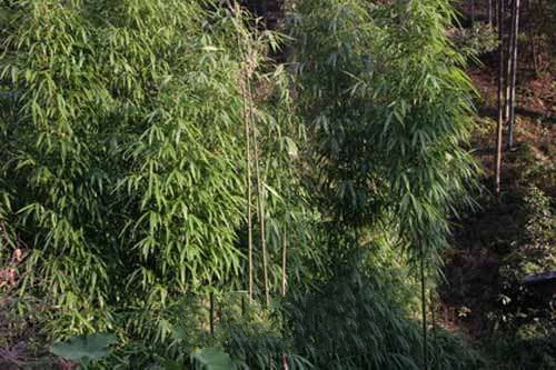 ���ݽ���