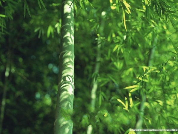 ����ë��