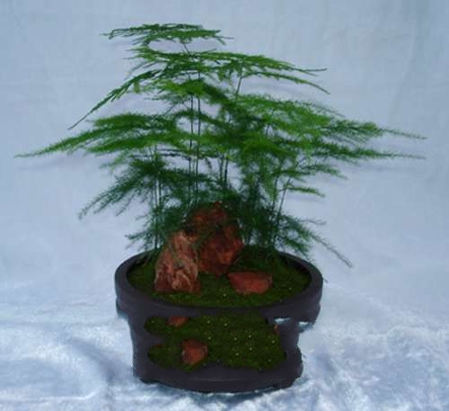 �������辰