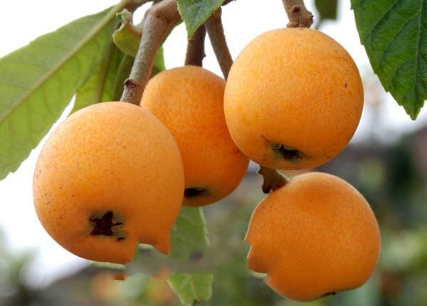 �׵�����