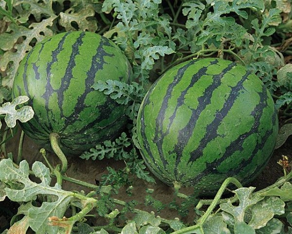 �����׵��������