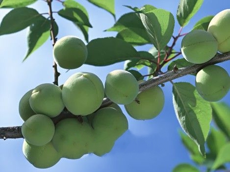 ������÷