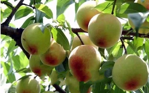 ����Ϫ�������