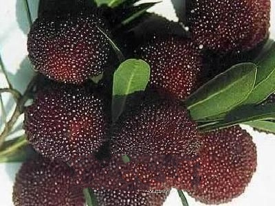 ���Ҷ�����÷