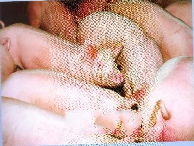 ��ƽ������