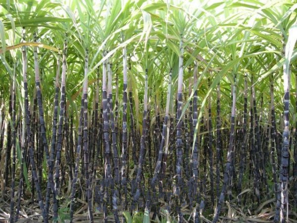 ������ޱ����