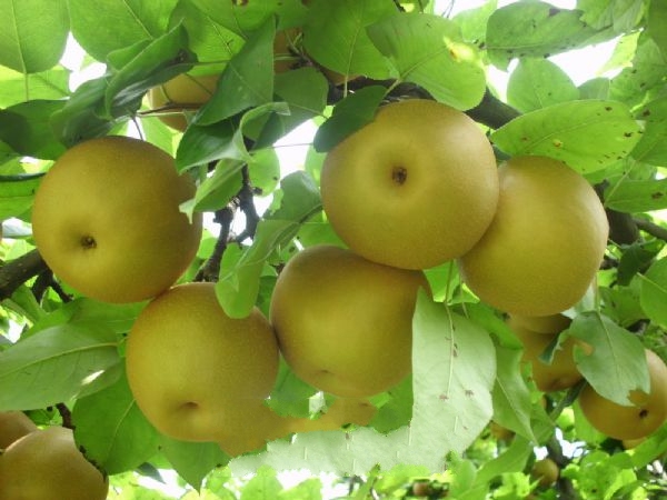 ǧ������