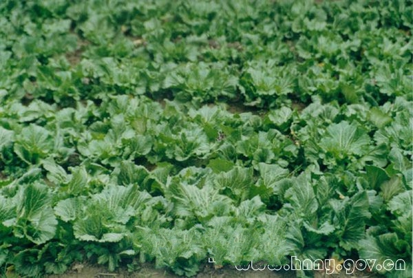 �ι�����